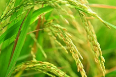 糧食重金屬檢測儀多少錢一臺？